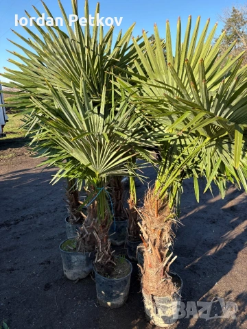 Палми трахикарпус до - 22 издръжливи , снимка 4 - Разсади - 53473741