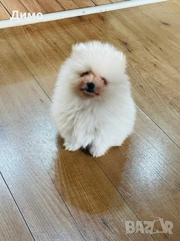 Померан, снимка 5 - Померан - 53821484