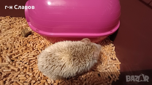 Африканско Таралежче с оборудване и храна. , снимка 5 - Таралеж - 54201276