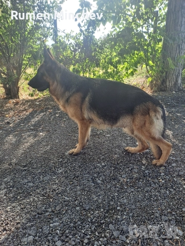 Немски Овчарки малки кученца , снимка 4 - Немска овчарка - 52998057
