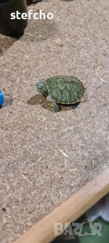 Водна декоративна костенурка, снимка 2 - Костенурки - 53157214