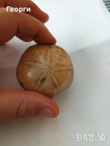 Фосил пясъчен долар, снимка 3 - Колекции - 50099263