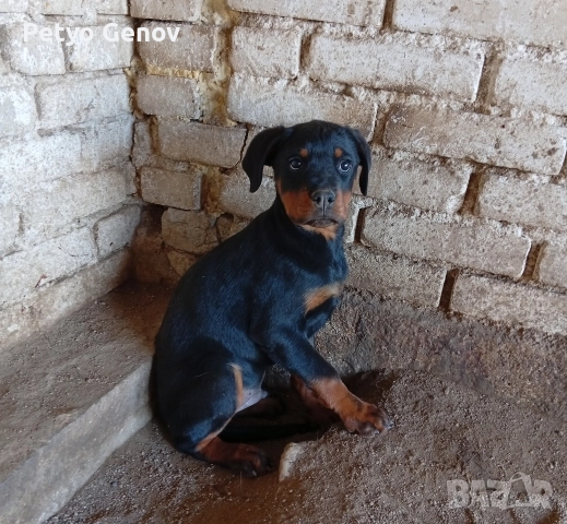 Продавам Ротвайлери, снимка 4 - Ротвайлер - 52565108