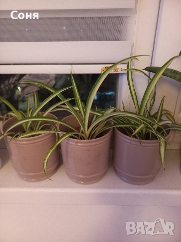 Хлорофитум