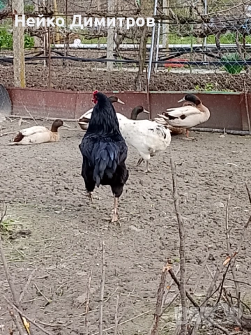 Петли патици гъски 