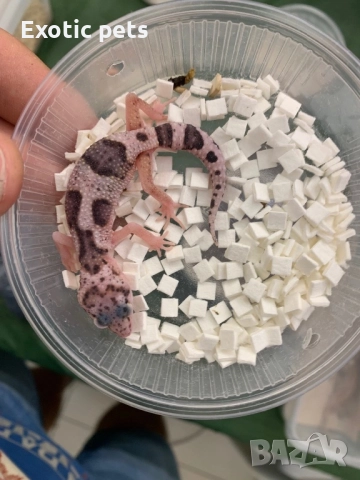 Леопардов гекон, , снимка 4 - Гекон - 52913924
