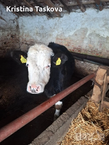 Юници, снимка 3 - Крави - 53096003