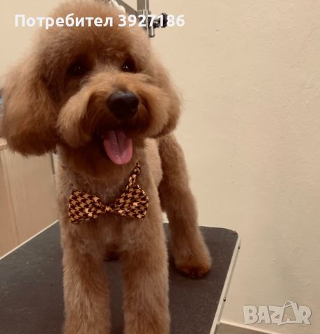 Dog Grooming фризьорски салон за кучета, снимка 6 - Фризьорски услуги - 45873183