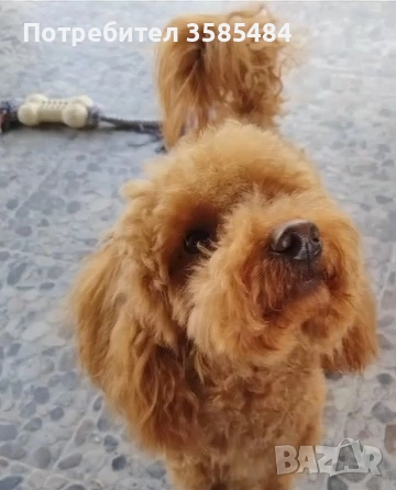 Mini poodle/Мини пудел , снимка 14 - Пудели - 53463482