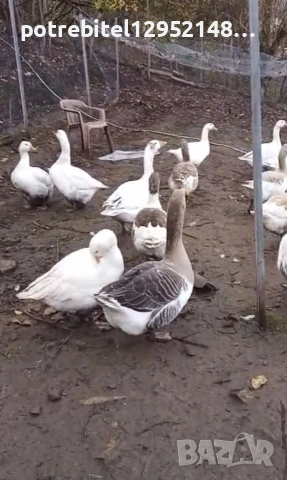 Яйца от СЕЛСКИ гъски-2 Евро броя, снимка 5 - други­ - 53654230