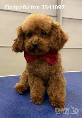 Той Пудел за разплод , снимка 6 - Пудели - 48428851