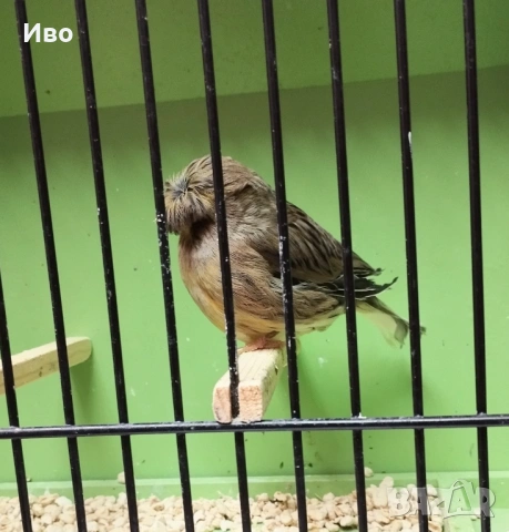 Глостери , снимка 13 - Канари - 53037062