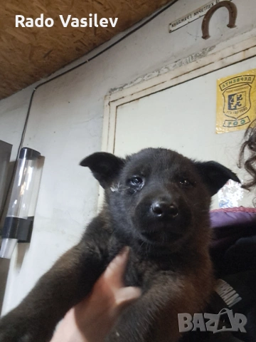 Малиноа си търсят нов дом, снимка 2 - Други животни - 54240140