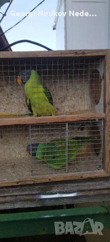 Продавам двойка черноглави александри , снимка 7 - Папагали - 52839235