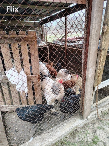 разплодни яйца , снимка 6 - Кокошки и пуйки - 54055847