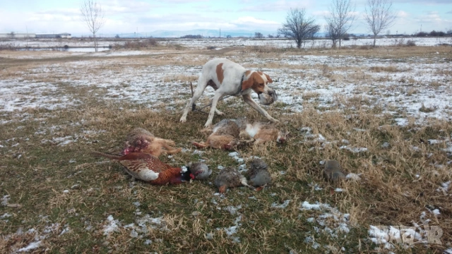 Пойнтер обучен за лов , снимка 3 - Пойнтер - 53248875