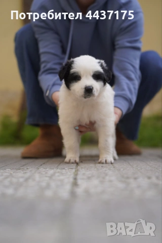 мъжки кученца, снимка 4 - Други - 53874784