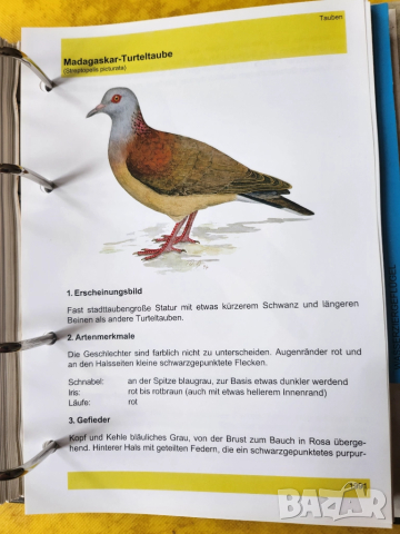 Декоративни птици - Немски стандарт (официален), цветен, над 300 вида описани, критерии за оценка..., снимка 8 - Енциклопедии, справочници - 52341558