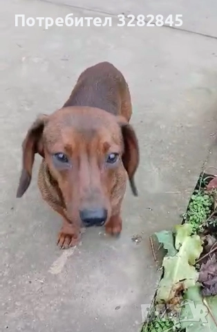Мини дакели , снимка 4 - Дакели - 51707477