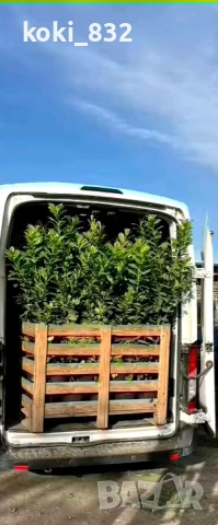 транспортни и хамалски услуги, снимка 4 - Транспортни услуги - 49677475