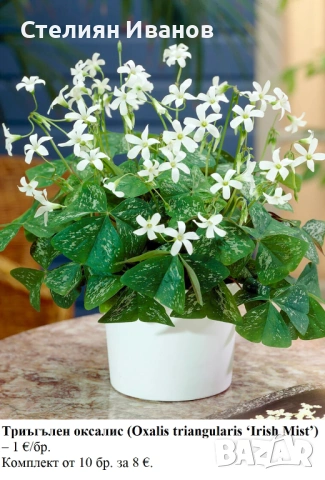 ТРИЪГЪЛЕН / ТРИЛИСТЕН ОКСАЛИС - РАЗЛИЧНИ СОРТОВЕ (РИЗОМИ), снимка 5 - Сортови семена и луковици - 53654556