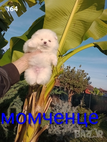 Бели Померани. Реални снимки от днес !!!, снимка 9 - Померан - 52719427