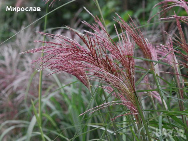 Продавам декоративна трева Мискантус, снимка 12 - Градински цветя и растения - 45733514