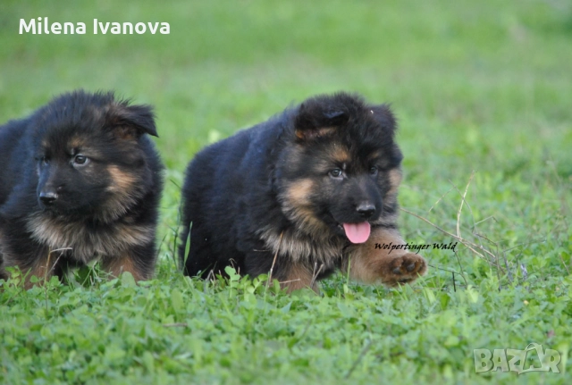 Легитимен развъдник разполага с кученца с дълъг косъм , снимка 10 - Немска овчарка - 52635144