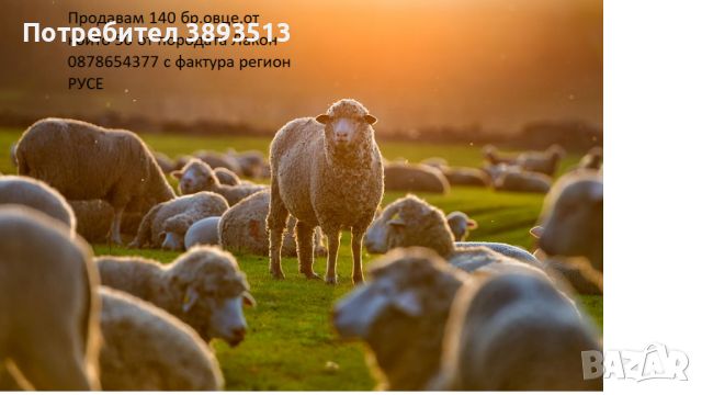 Продавам овце, снимка 1 - Овце - 45794530