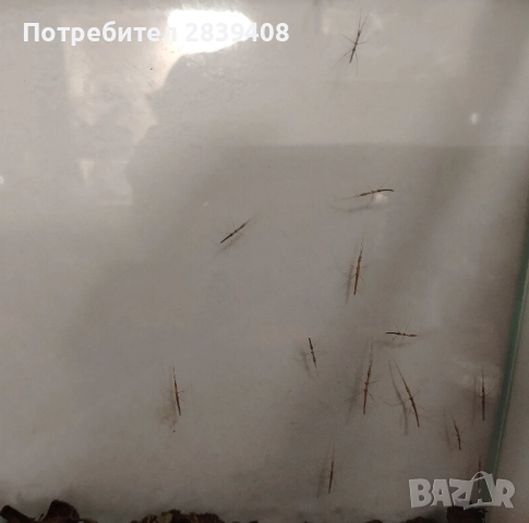 Анамска пръчка / Виетнамска пръчица / Виетнамска пръчка / Насекоми, снимка 3 - Други - 52456039