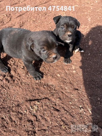 Бебета кане корсо родени на 16.01.2026, снимка 3 - Кане корсо - 53705865