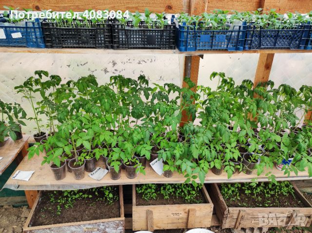 Разсад домати, краставици, тиквички и др., снимка 4 - Разсади - 45523465