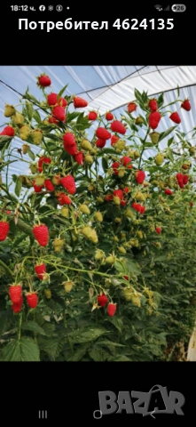 Продавам разсад ягоди и малини , снимка 11 - Сортови семена и луковици - 53738570