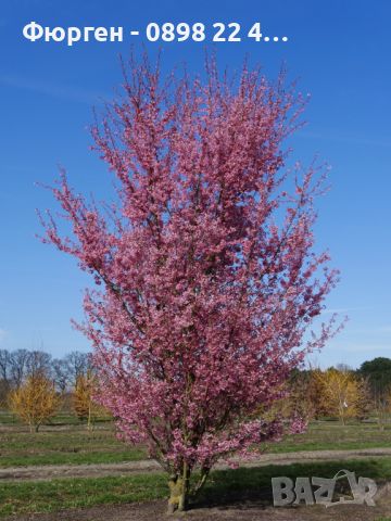 Японска вишна - храстовидна/ Prunus incisa Paean, снимка 2 - Разсади - 45864837