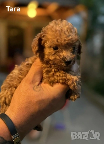 Малки пуделчета той