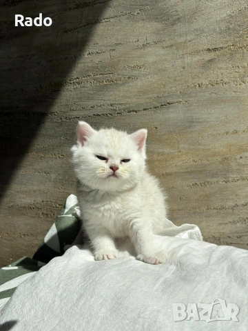 Клепоухи сребърни чинчили, снимка 5 - Чинчили - 54220677