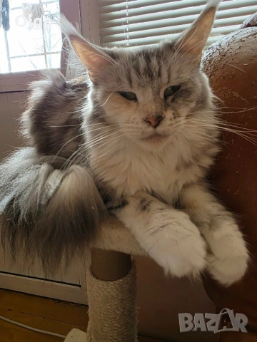 Чистокръвно котенце от породата Мейн Куун