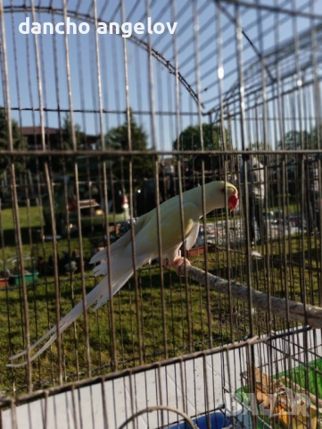 Продавам папагали , снимка 3 - Папагали - 51427808