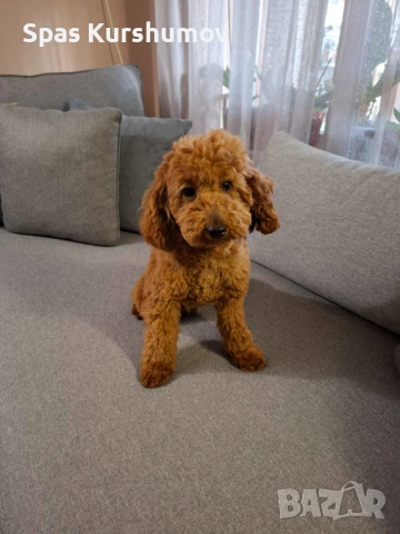 Продавам мажки пудел