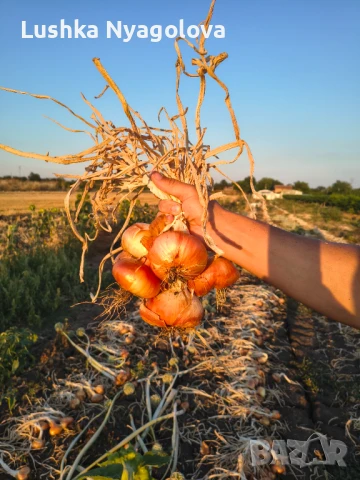 Лук, снимка 3 - Домашни продукти - 51090438