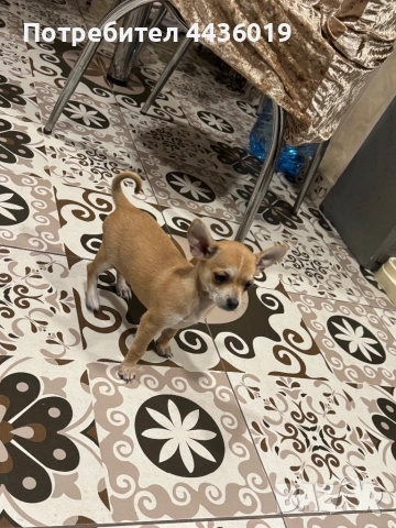 Чистокръвен пинчер, снимка 3 - Пинчер - 53879655