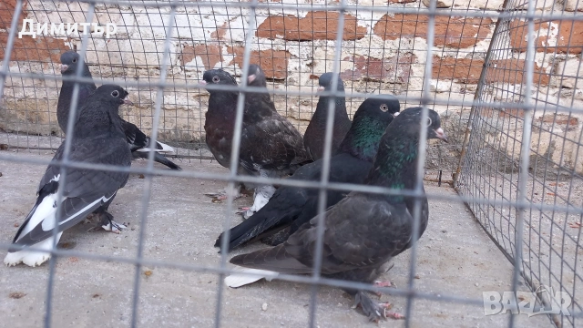 Продавам гълъби Мардини-Турски , снимка 2 - Гълъби - 54187164