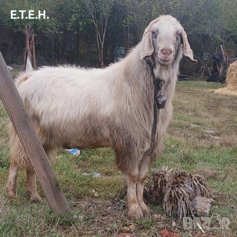 пръч на 2,5 годин 