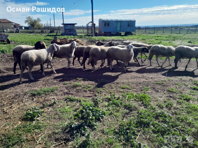 Продавам 10 овце заплодени и 1 коч, снимка 3 - Овце - 52337014