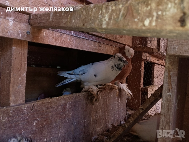 Гълъби демкежи, снимка 6 - Гълъби - 49071204
