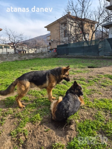 Млад мъжки търси женска 