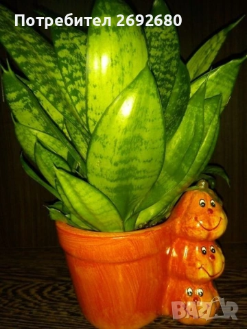 Красула-дървото на живота 54см.+голяма бяла керамична саксия с подложка , снимка 6 - Стайни растения - 45435563