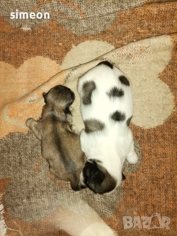 Куче, снимка 2 - Пекинез - 52820308