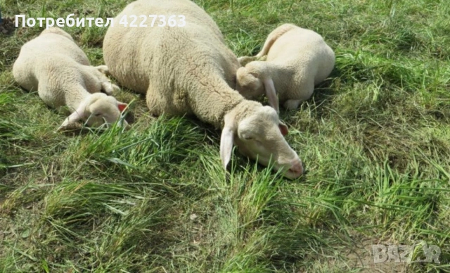 Продажба на домашни агнета от ферма, снимка 4 - Овце - 53948236