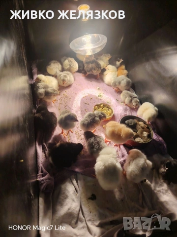 ПРОДАВАМ ОПЛОДЕНИ КОКОШИ ЯЙЦА , ЗА РАЗПЛОД, снимка 4 - Кокошки и пуйки - 53923856